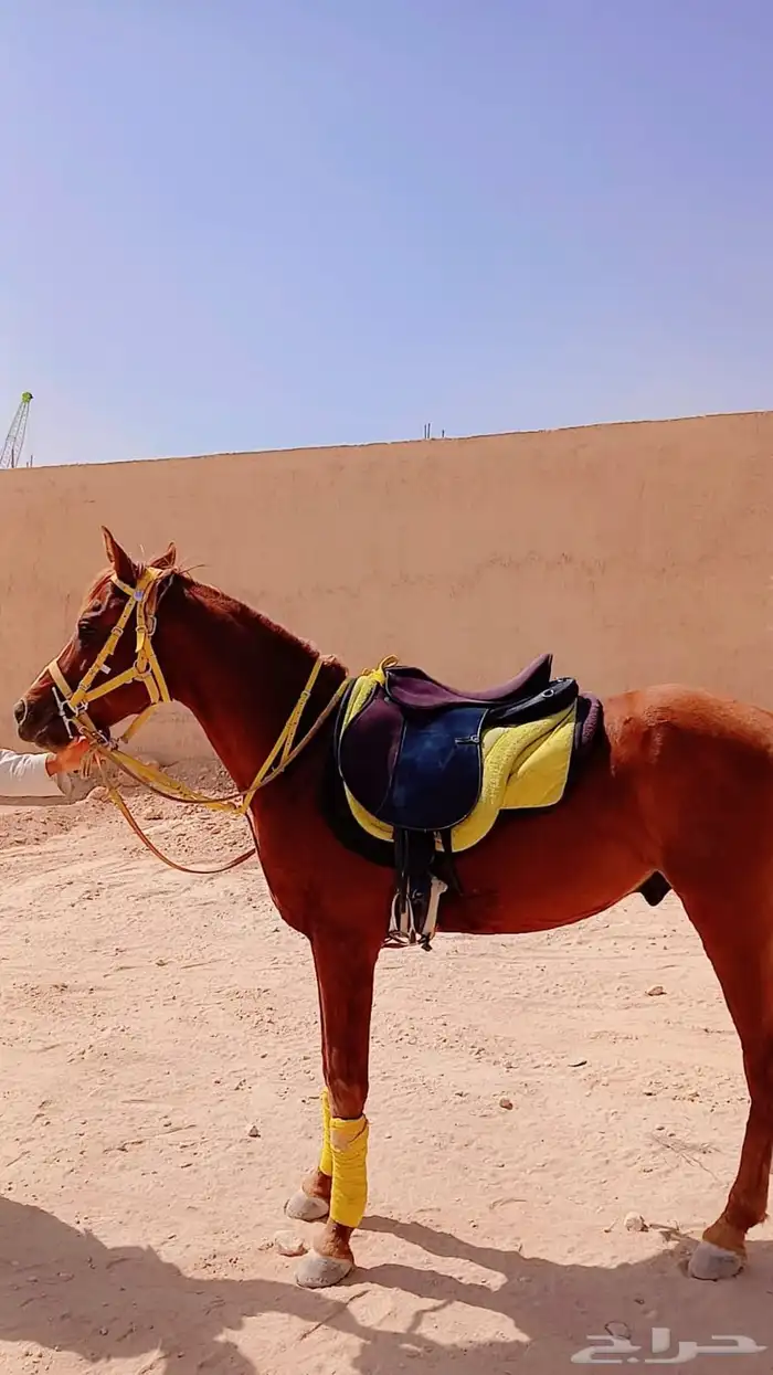 خيل وجمال وصقر ودبابات إيجار 2