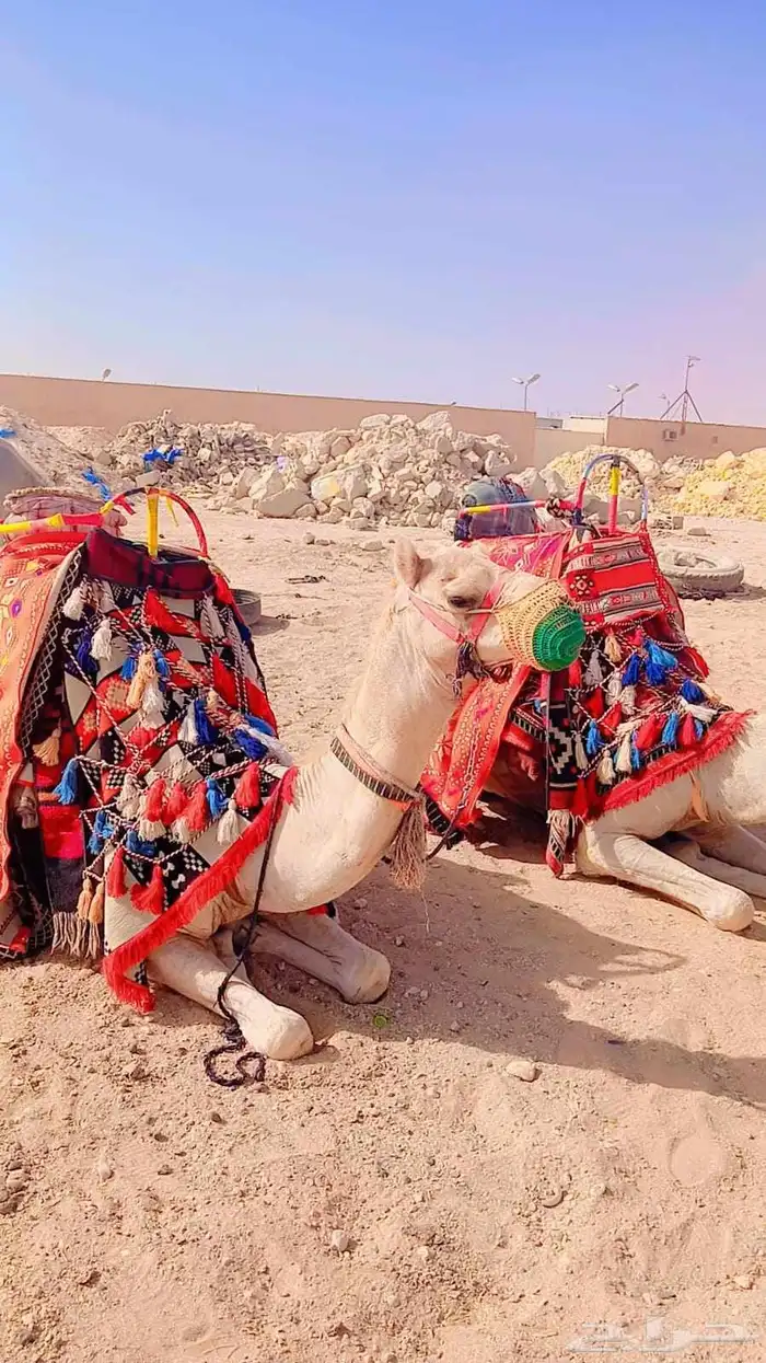 خيل وجمال وصقر ودبابات إيجار 1