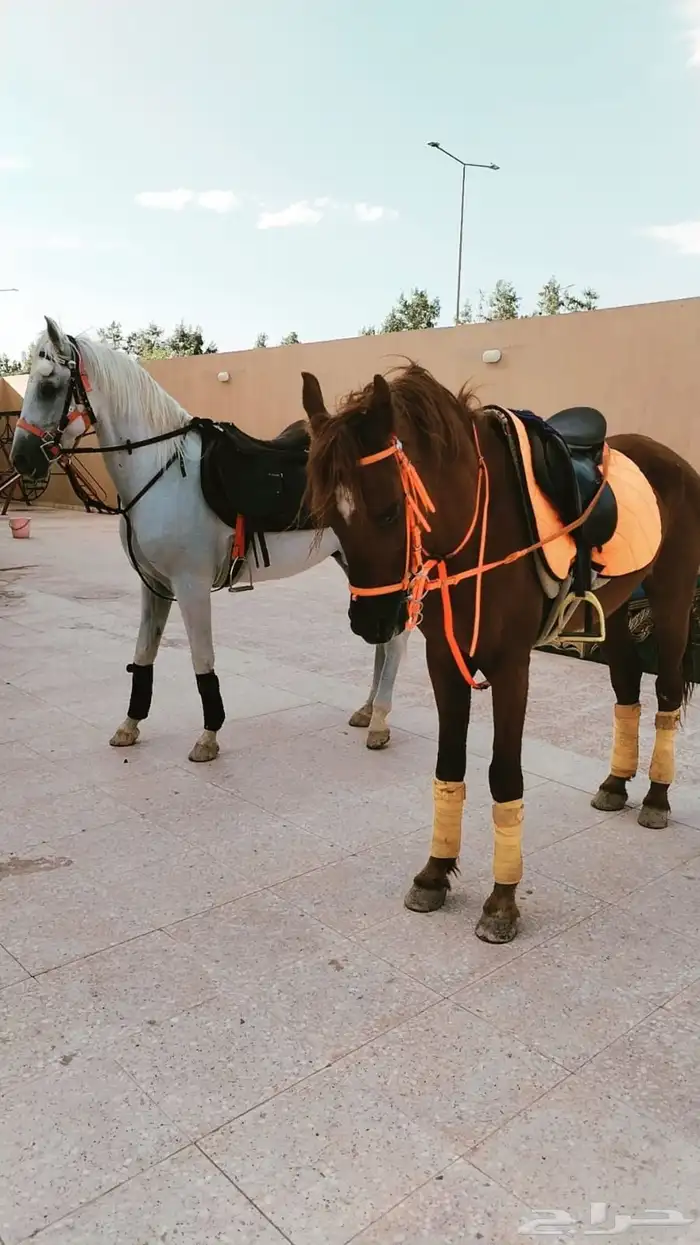 خيل وجمال وصقر ودبابات إيجار 4