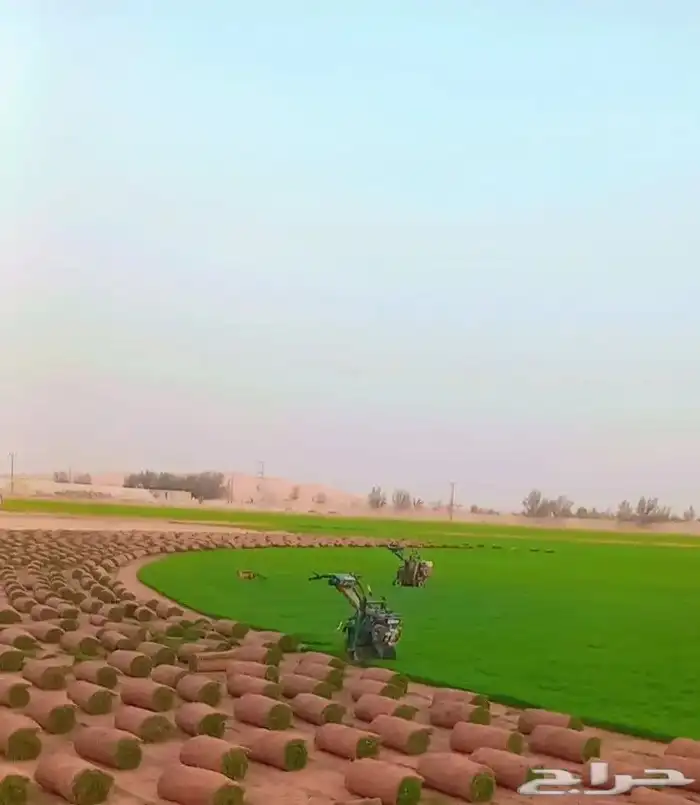 ثيل طبيعي درجه اولى C2000فرنسي 8