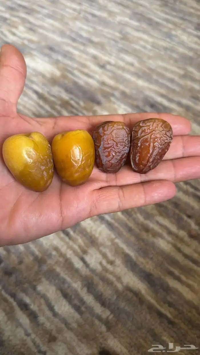 لدينا فسايل نوايع نادره نبتت الحصان شمشوله راما حوشانه ام ال 2