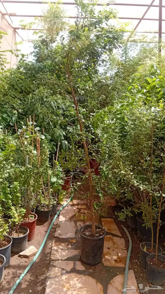 زراعه وحدائق 1