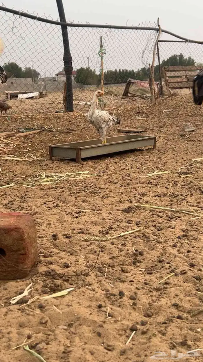 2 دجاج 0