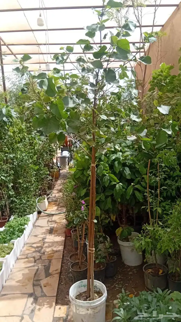 زراعه وحدائق 0