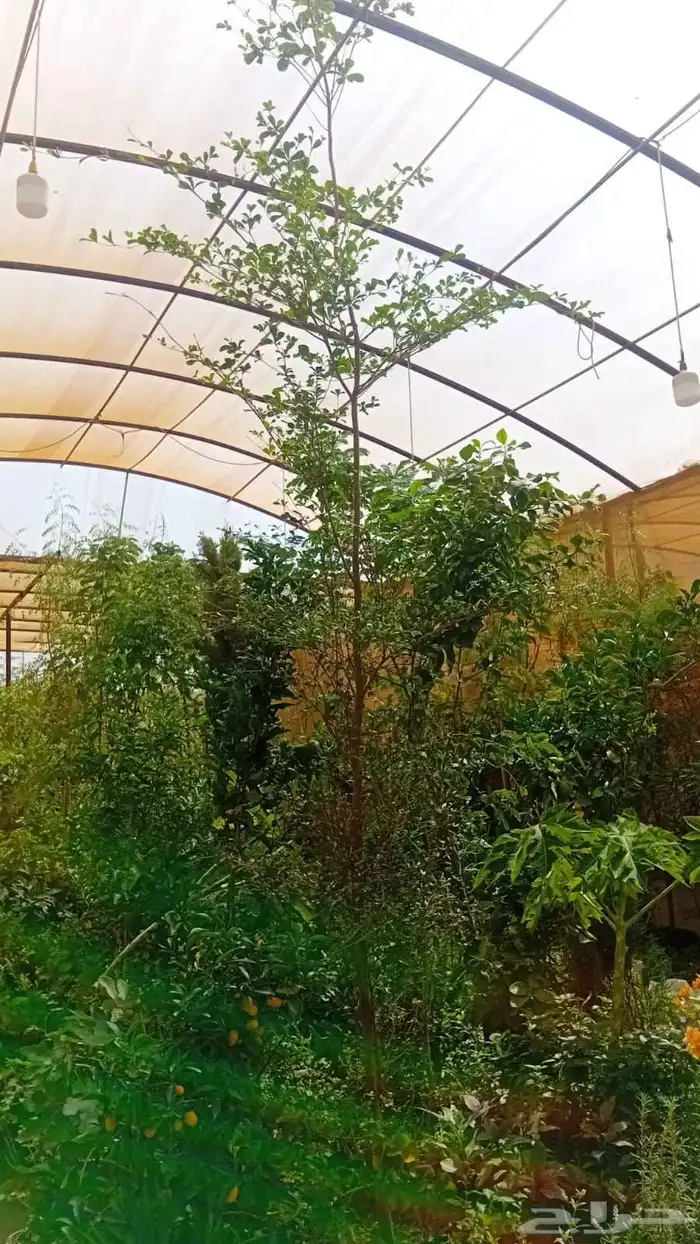 زراعه وحدائق 2