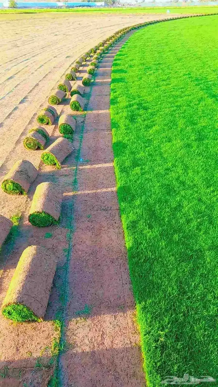 ثيل طبيعي درجه اولى C2000فرنسي 0