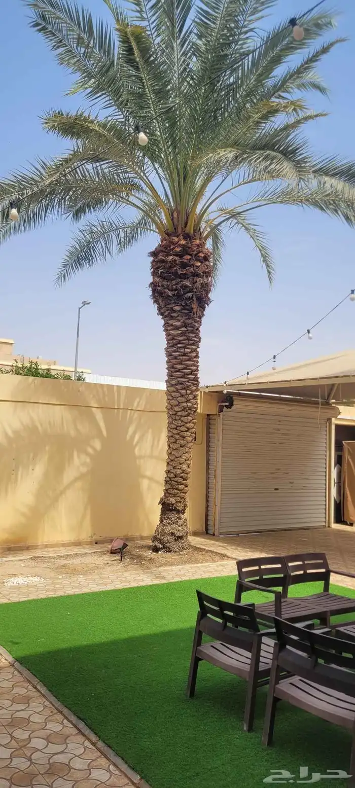 نخله برحيه (( مجانا ))... 0