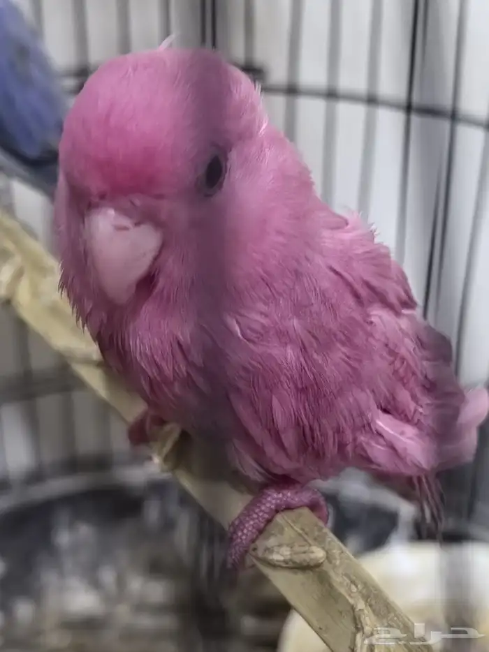 نصبغ و نلون طيرك بصبعه غير مضره 1