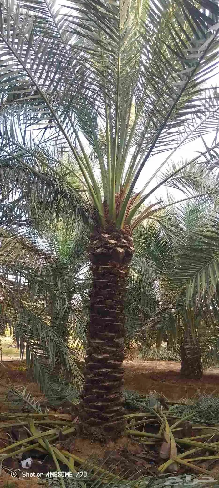 يوجد لدي نخل لاالبيع 9