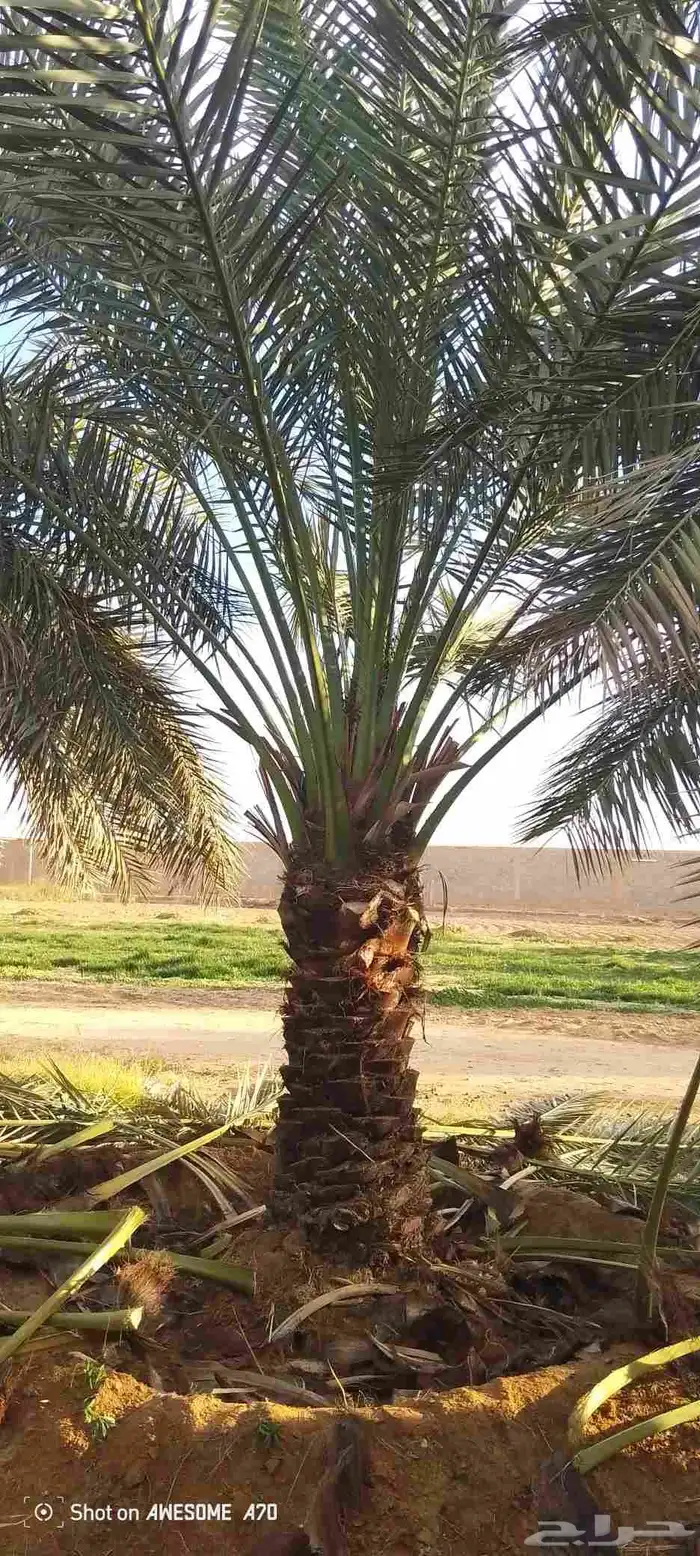 يوجد لدي نخل لاالبيع 0