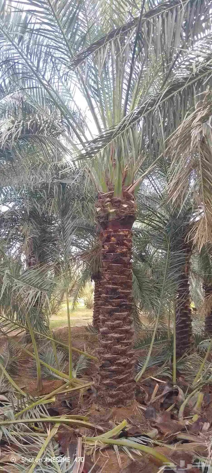 يوجد لدي نخل لاالبيع 7
