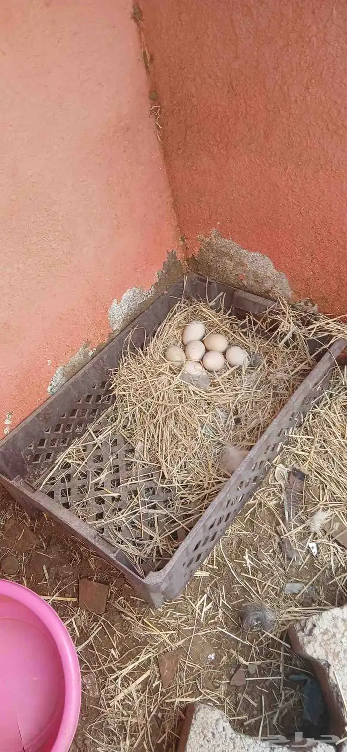 ديك ودجاجه رومي و ديك بلدي وخمس دجاجات بلدي واثنين أرانب 3