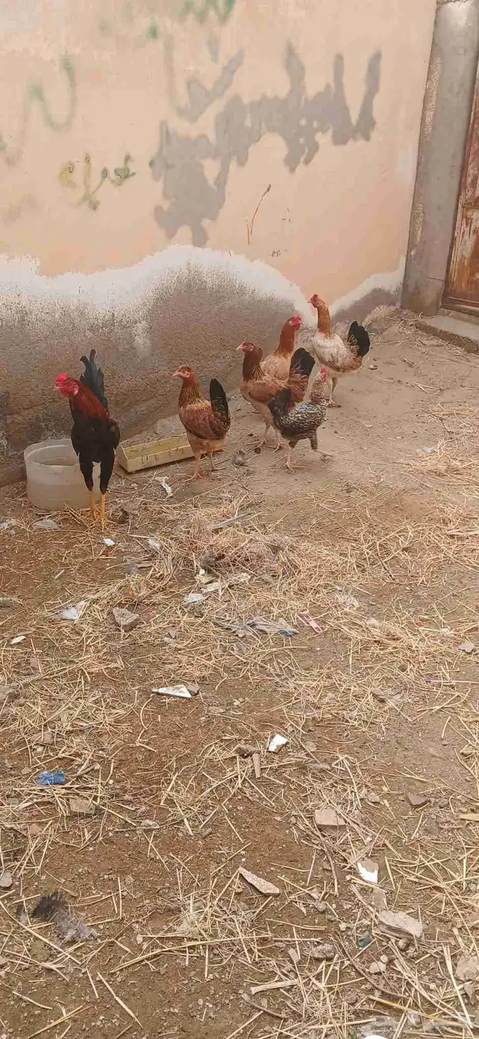 ديك ودجاجه رومي و ديك بلدي وخمس دجاجات بلدي واثنين أرانب 1
