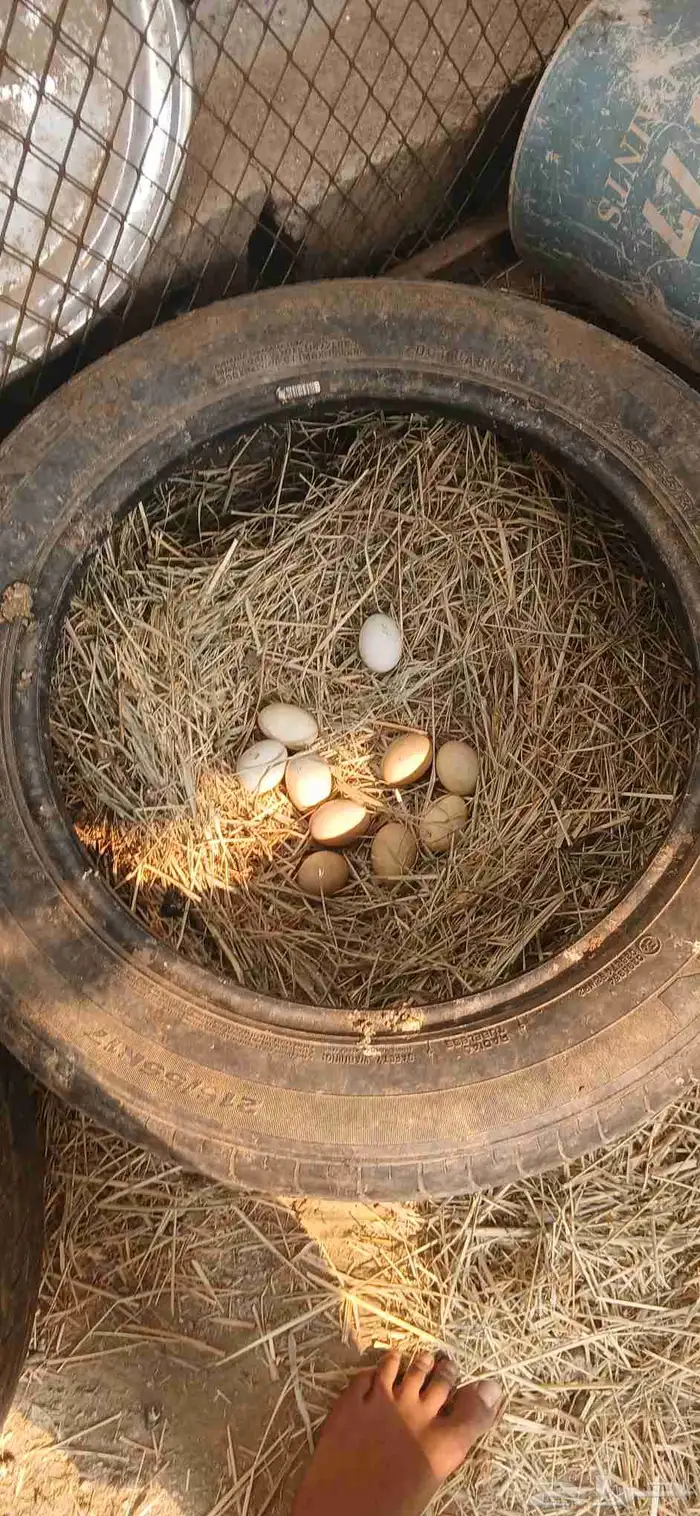 ديك ودجاجه رومي و ديك بلدي وخمس دجاجات بلدي واثنين أرانب 4
