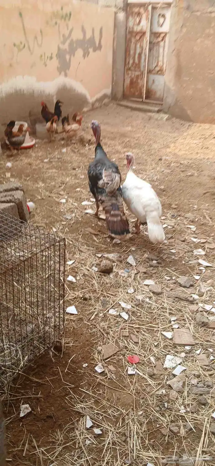 ديك ودجاجه رومي و ديك بلدي وخمس دجاجات بلدي واثنين أرانب 0
