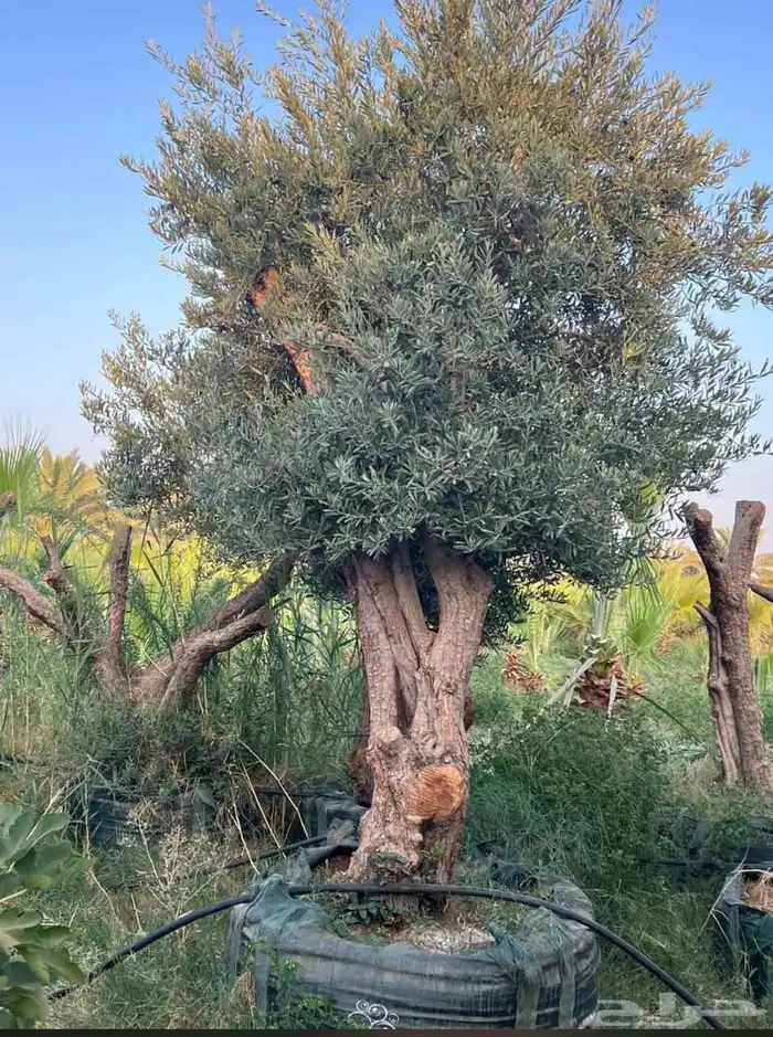 زيتون معمر ومفرع زينه 3