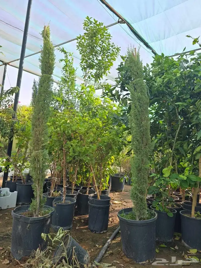 جميع انواع النخل والأشجار 9