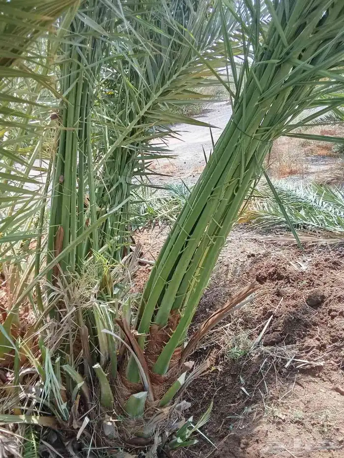 صقعي مجدول شرازيه 0