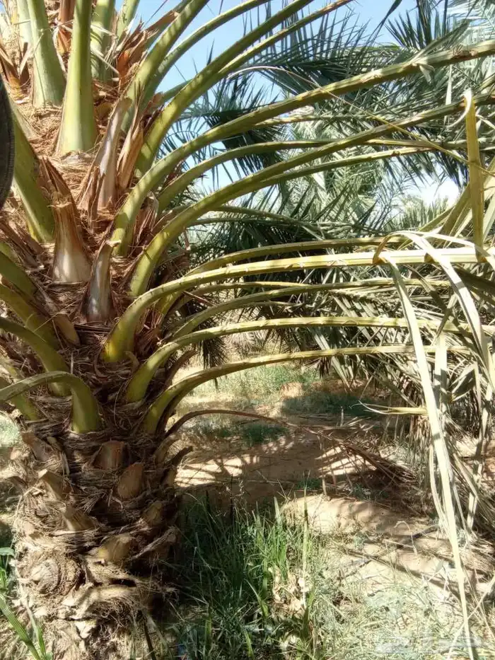 نخل روثان للبيع 0