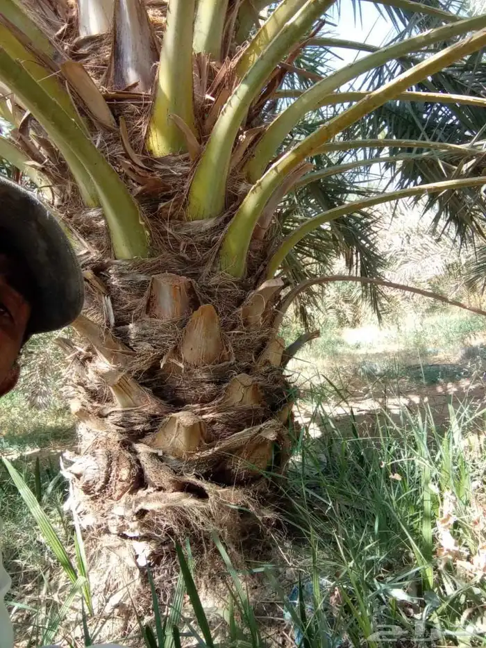 نخل روثان للبيع 1