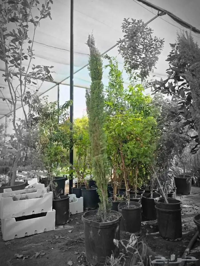 جميع انواع النخل والأشجار 2