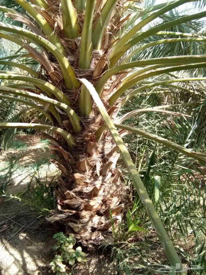 نخل روثان للبيع 2