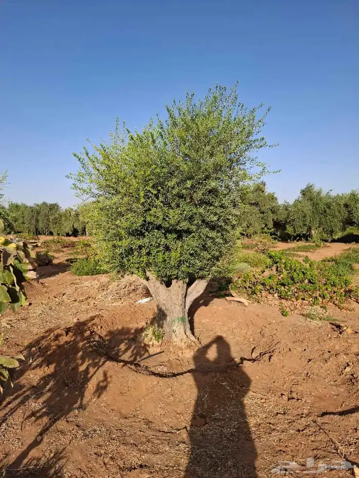 شجر زيتون معمر 0