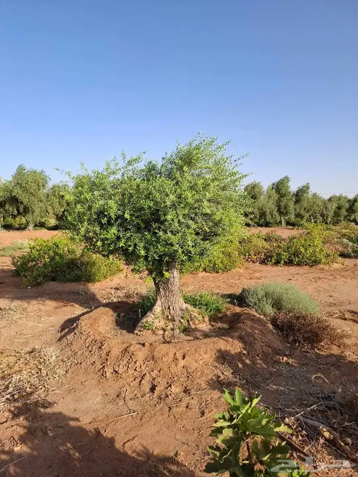 شجر زيتون معمر 3