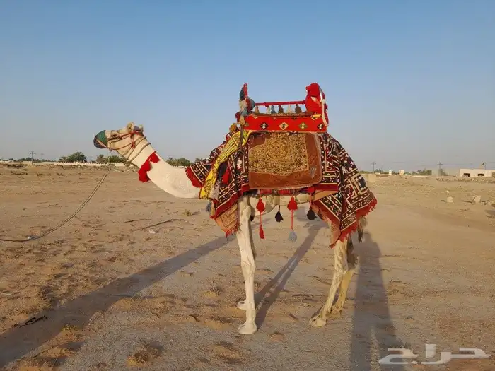 خيول وجمال وحنطور وسياسي ودبابات للايجار 8