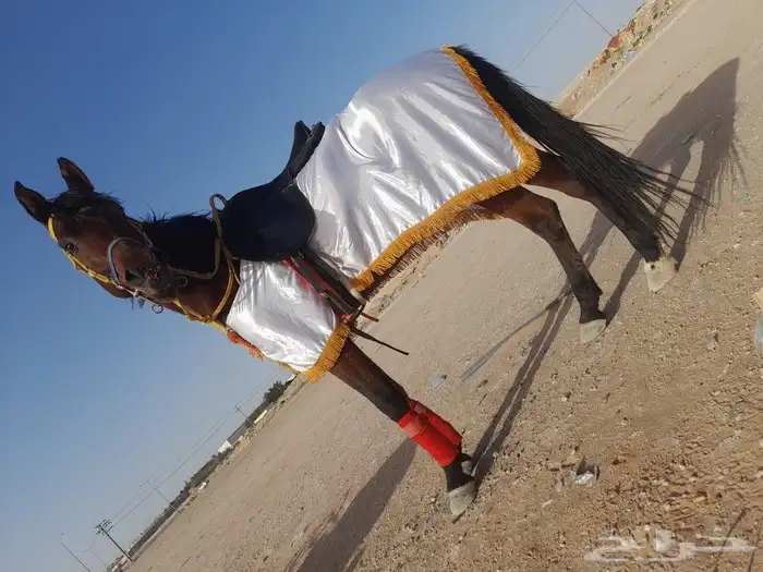 خيول وجمال وحنطور وسياسي ودبابات للايجار 7