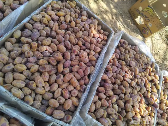 يوجد لدينا عمال صرام ومنقي بلكرتون 2