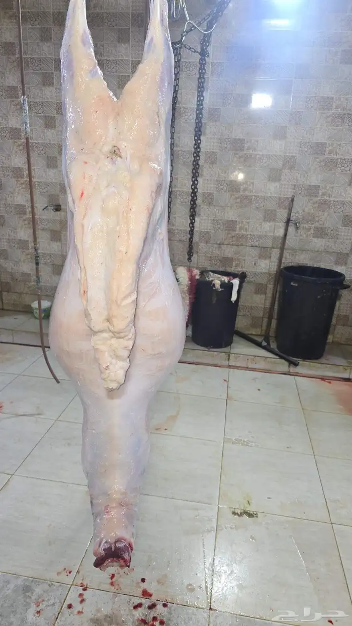طليان حريه وسواكن تربيه وشي يبيض الوجه ماشاءالله 12