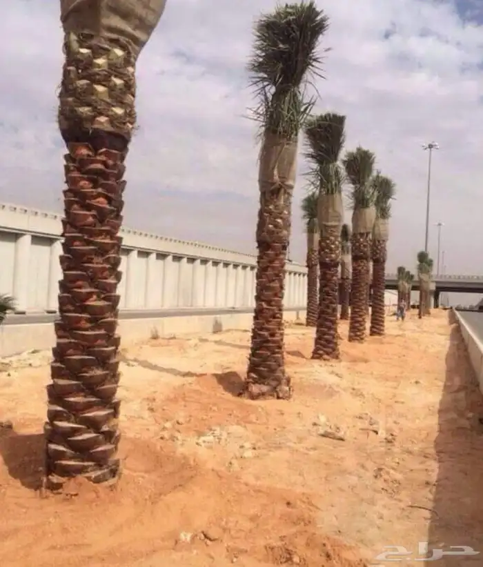 ابو عساف لتوريد انخيل بجميع المقسات أحجام متنسقه 7