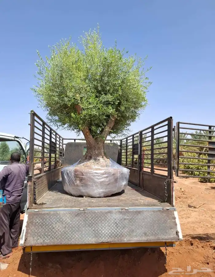 شجر زيتون معمر قزم اسباني شجر نخل عربي ترمنليا واشنطونيا 0