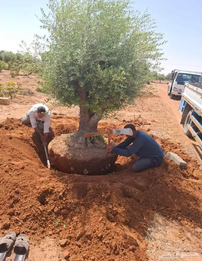 شجر زيتون معمر قزم اسباني شجر نخل عربي ترمنليا واشنطونيا 1