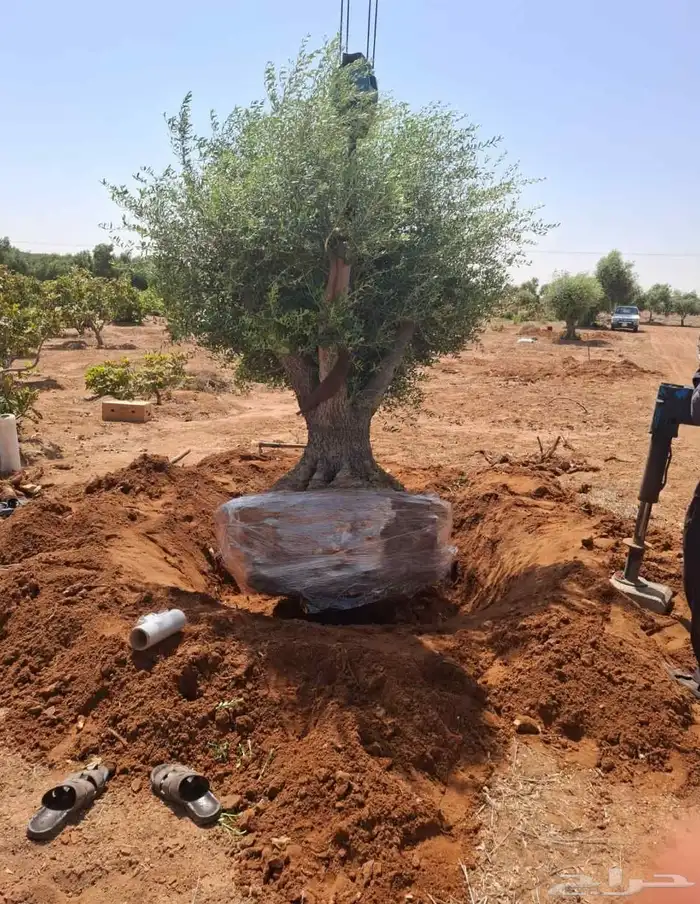 شجر زيتون معمر قزم اسباني شجر نخل عربي ترمنليا واشنطونيا 2