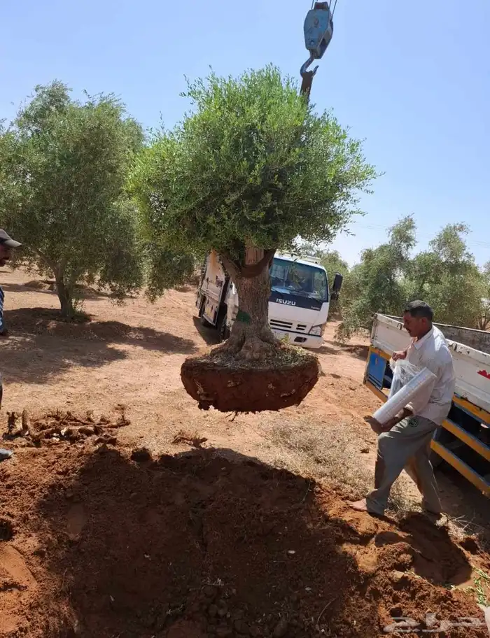 شجر زيتون معمر قزم اسباني شجر نخل عربي ترمنليا واشنطونيا 9