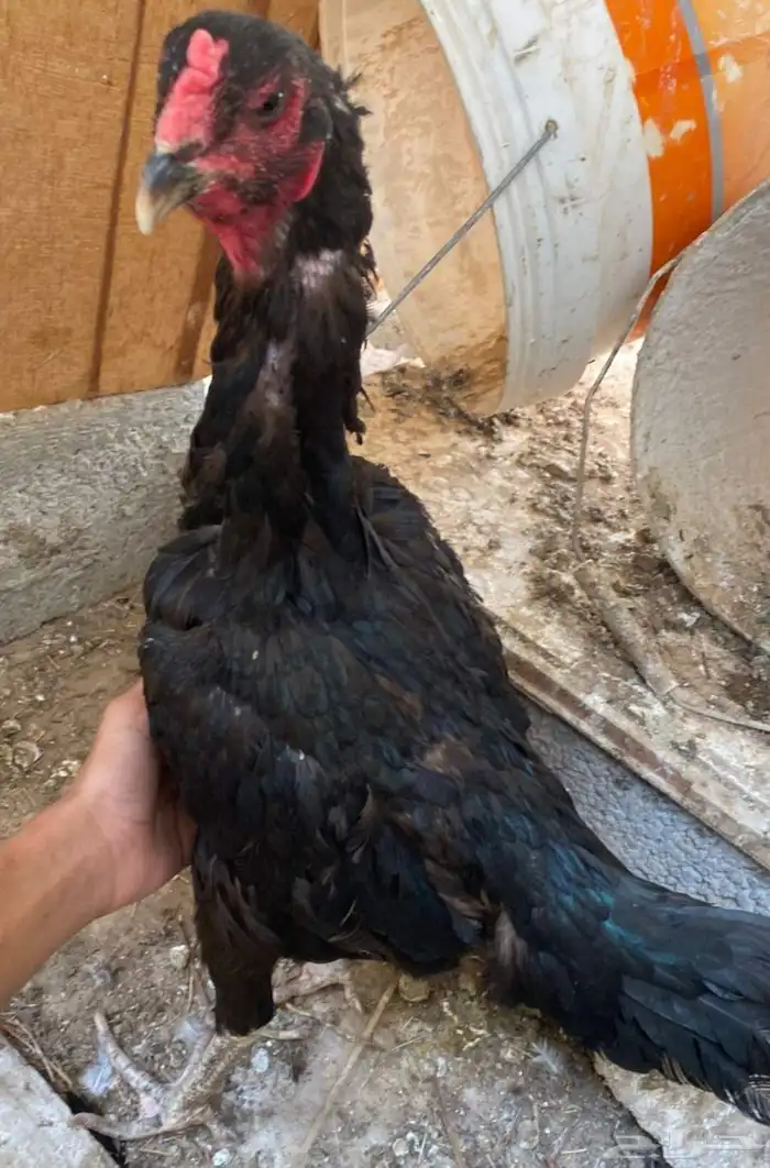 دجاجه شامو ألماني 2