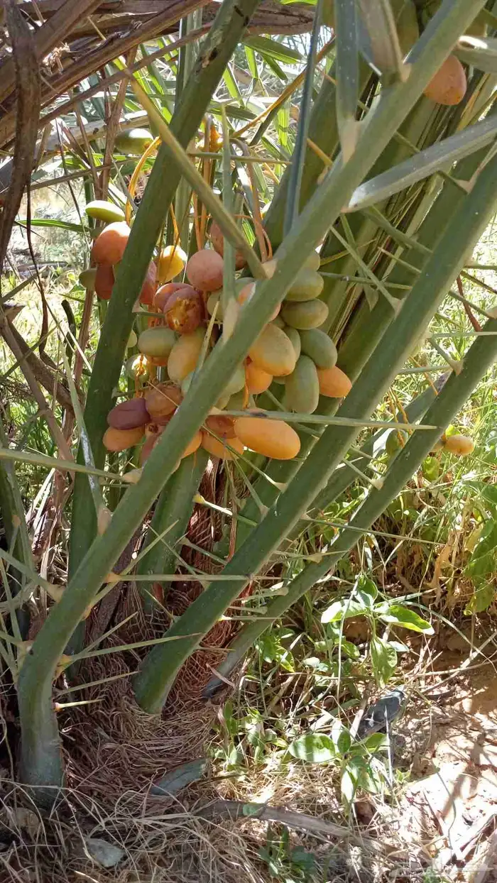 نخيل للبيع وشاري يسوم جمله وتفرد حتا واحده 1