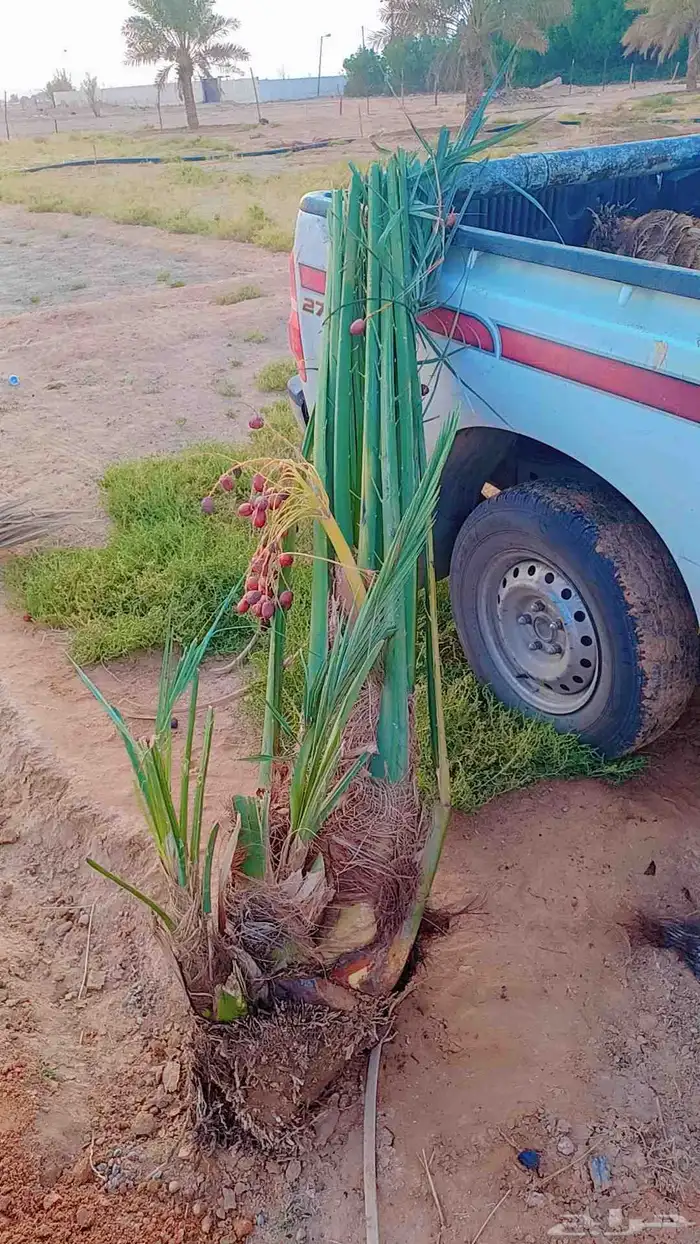 نخيل للبيع عربي وزينه بجميع أنواعه ومقاساته المختلفه 0