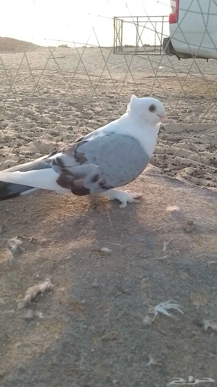 انثى حب رمان منتجه شرط 1