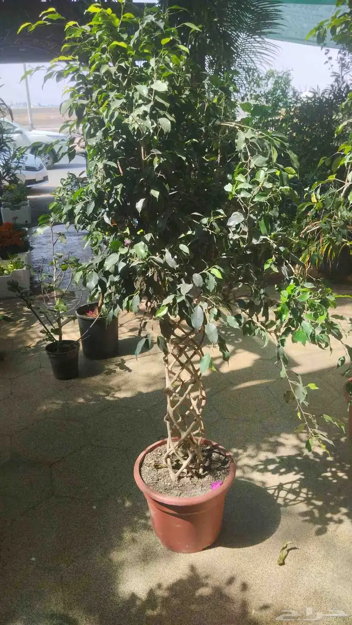 مشتل زراعة وحداق 9