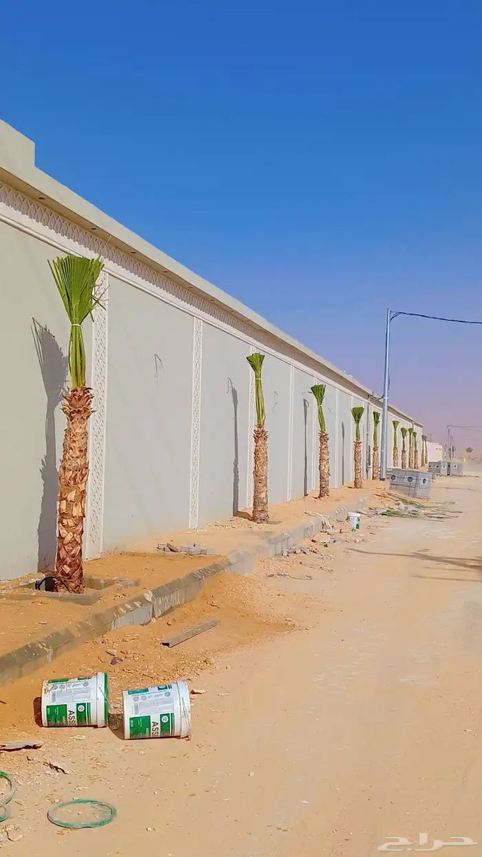 نخيل للبيع عربي وزينه بجميع أنواعه ومقاساته المختلفه 5