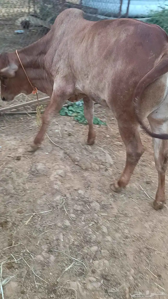 حسيل بلدي للبيع 1
