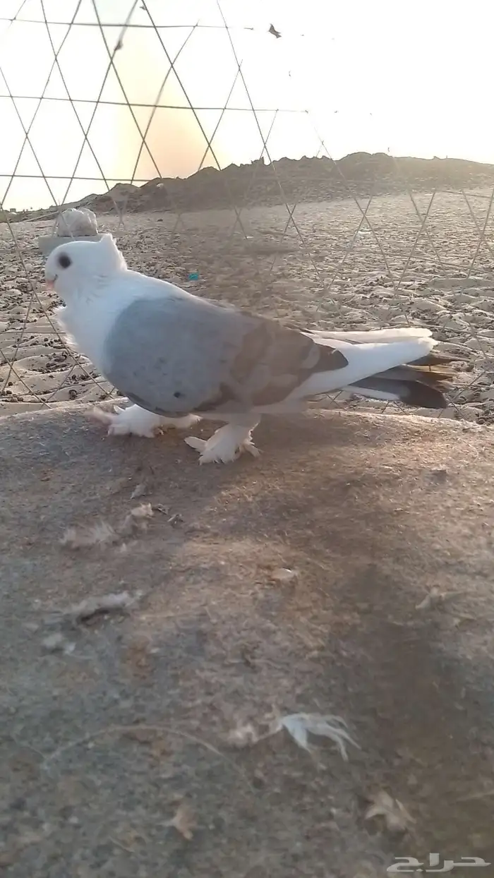 انثى حب رمان منتجه شرط 0