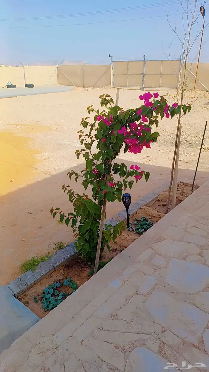 نخيل للبيع عربي وزينه بجميع أنواعه ومقاساته المختلفه 4