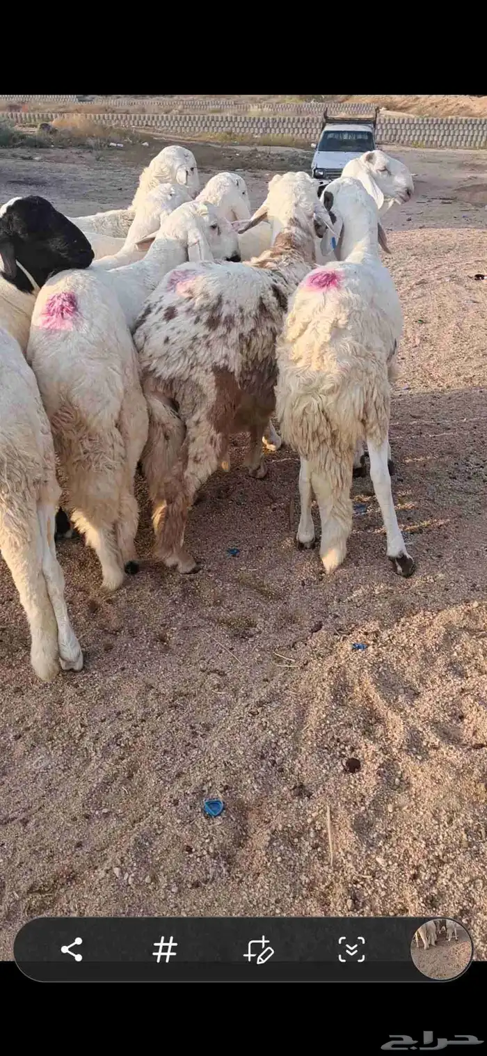 للبيع طليان سواكن مرابي فل شحم 0