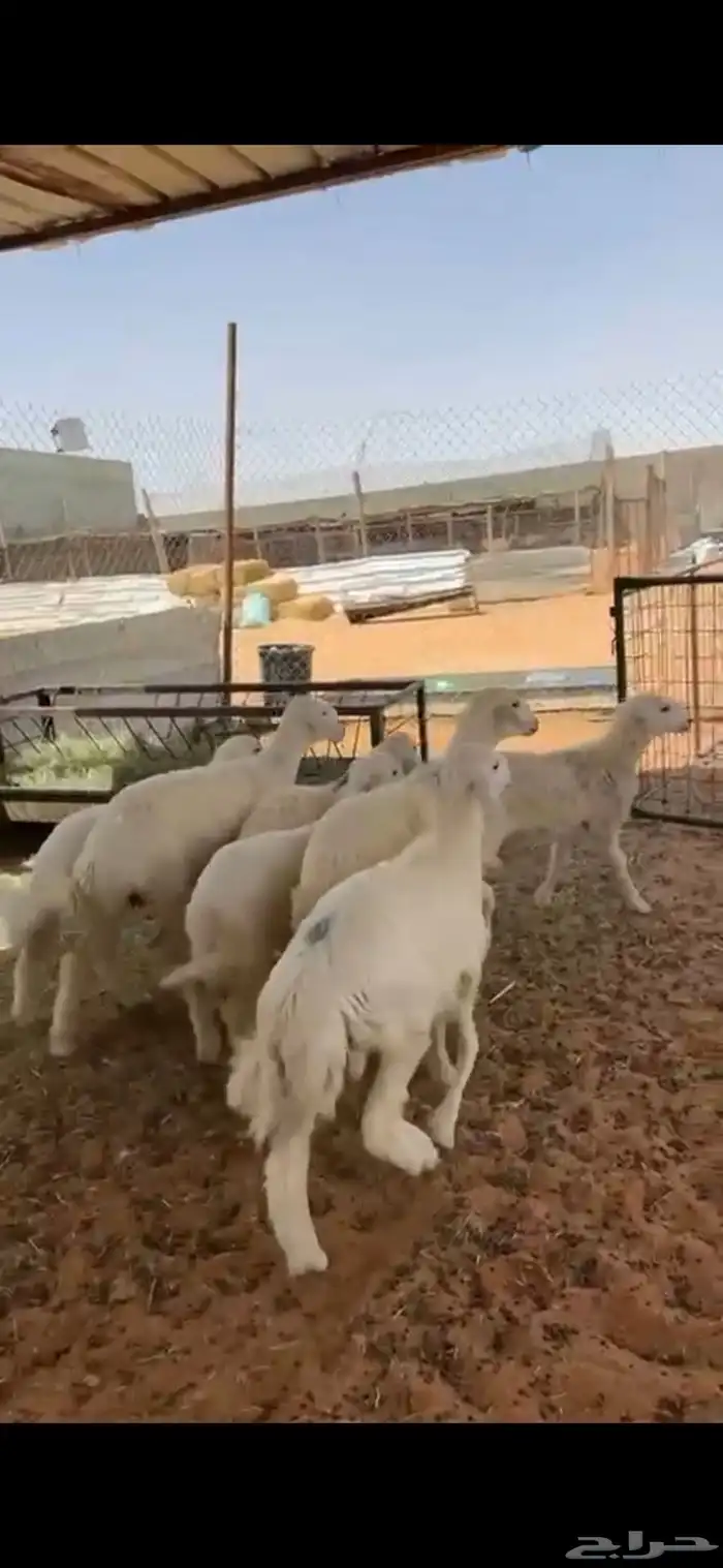 ثلاث خرفان وأربع رخال حريات طيبه 0