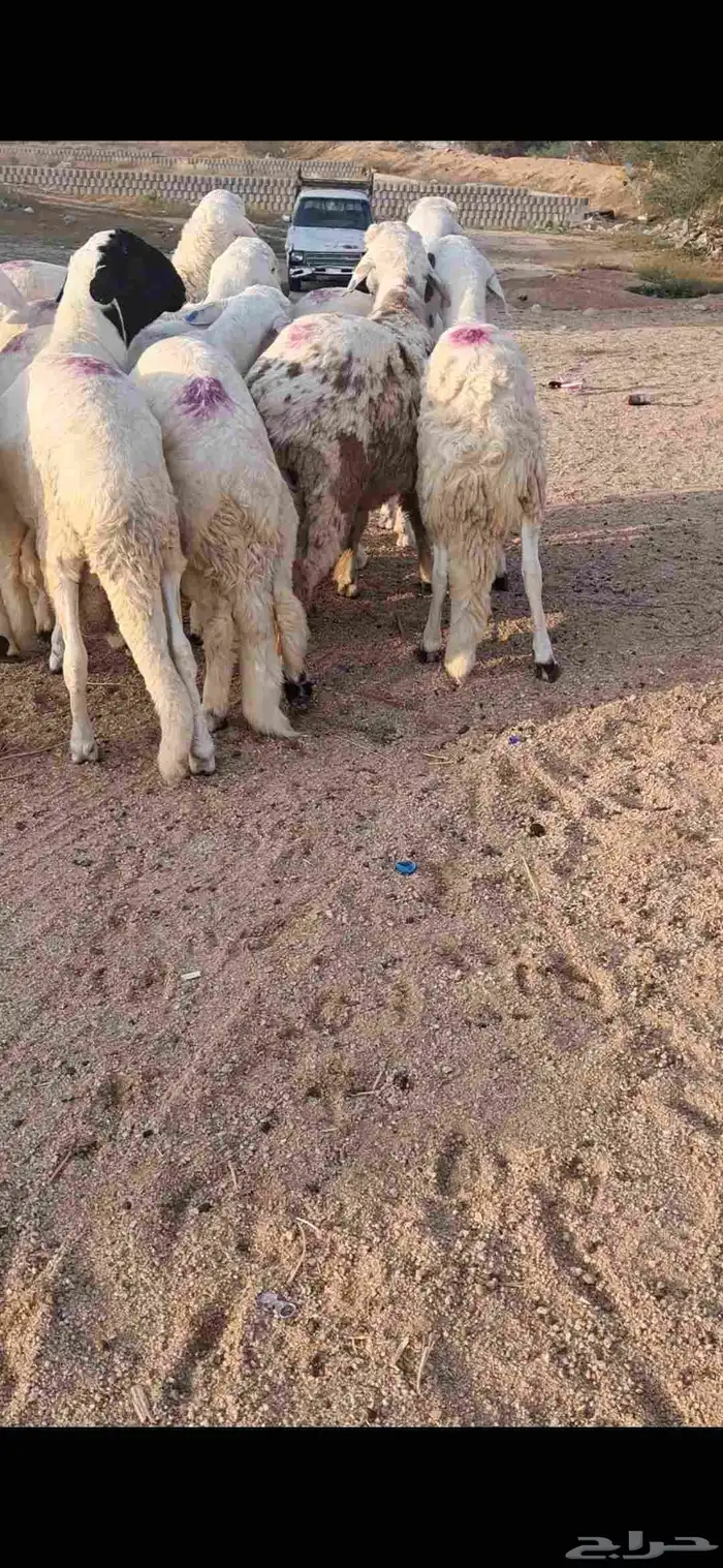 للبيع طليان سواكن مرابي فل شحم 2