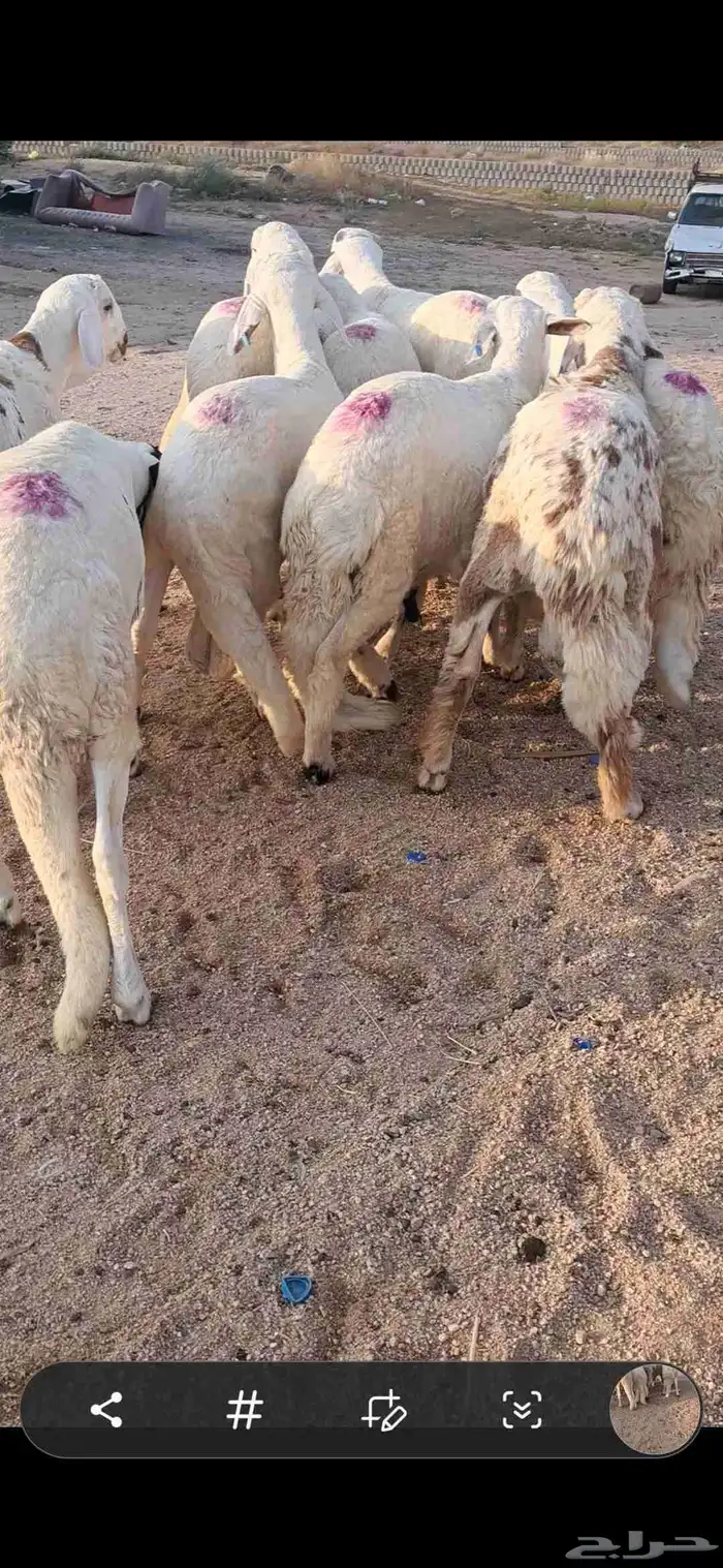 للبيع طليان سواكن مرابي فل شحم 1